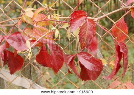 Rote Leafes