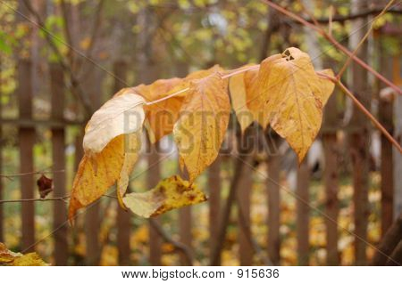 Herbst gelb Leafes 