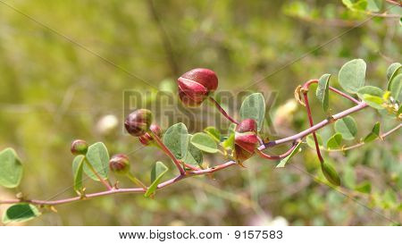 Kapers (Capparis spinosa) knopper på grenen