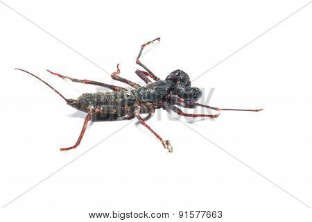 Vinegaroon Scorpion