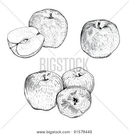 Ink apple sketches set