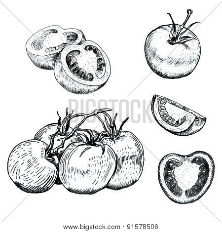 Ink tomatoes sketches set