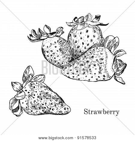 Hand drawn strawberry ink sketch.