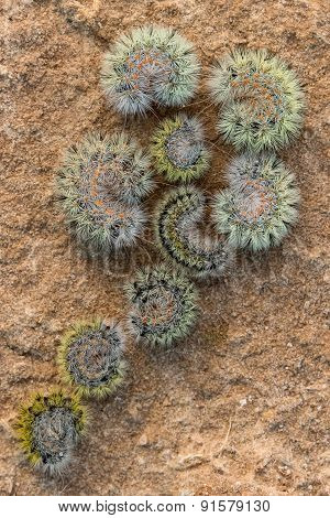 furry caterpillars in the shape of a flower on the sand
