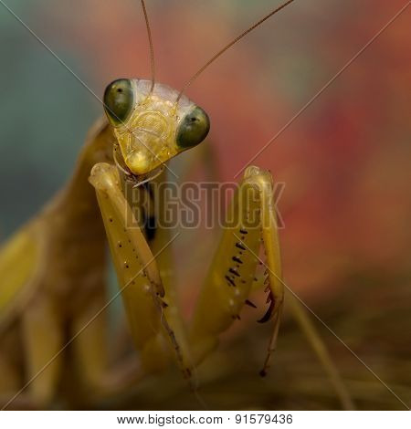 portrait of mantis