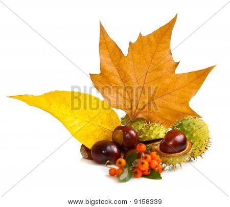 Zusammensetzung der Herbst Maronen und Blätter auf isolierte Hintergrund