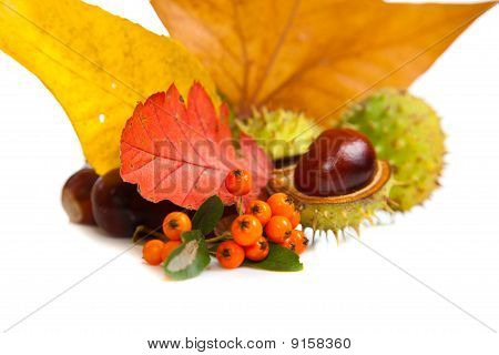 Zusammensetzung der Herbst Maronen und Blätter auf isolierte Hintergrund