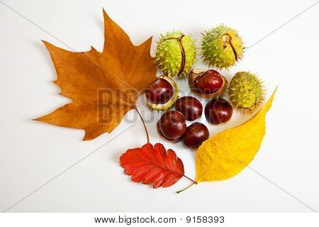 Zusammensetzung der Herbst Maronen und Blätter auf isolierte Hintergrund