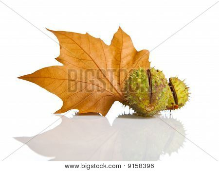 Zusammensetzung der Herbst Maronen und Blätter auf isolierte Hintergrund