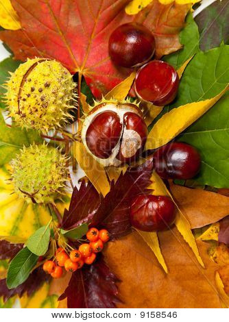 Zusammensetzung der Herbst Maronen und Blätter auf hintergrund isoliert