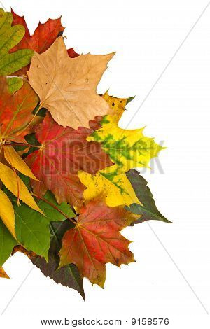 Zusammensetzung der Herbst Maronen und Blätter auf isolierte Hintergrund