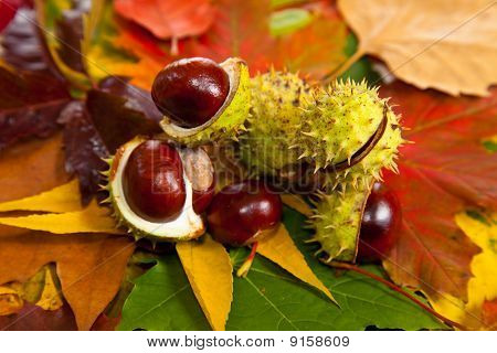 Zusammensetzung der Herbst Maronen und Blätter auf hintergrund isoliert