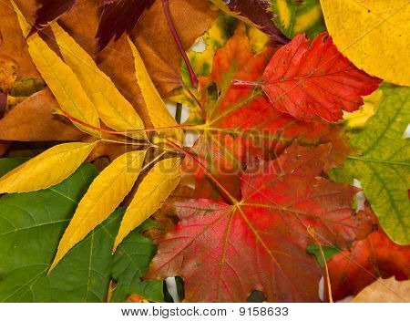 Zusammensetzung der Herbst Maronen und Blätter auf hintergrund isoliert