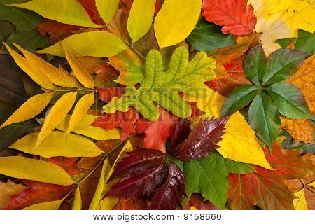 Zusammensetzung der Herbst Maronen und Blätter auf hintergrund isoliert