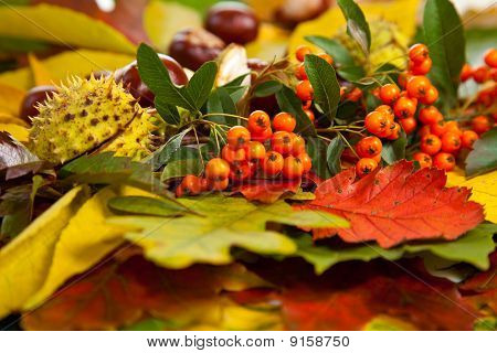 Zusammensetzung der Herbst Maronen und Blätter auf isolierte Hintergrund