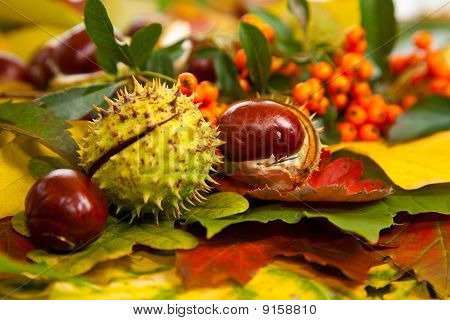 Zusammensetzung der Herbst Maronen und Blätter auf hintergrund isoliert