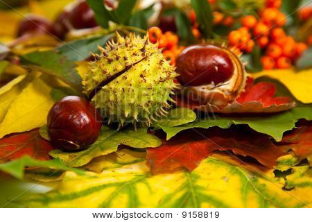 Zusammensetzung der Herbst Maronen und Blätter auf isolierte Hintergrund