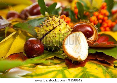 Zusammensetzung der Herbst Maronen und Blätter auf isolierte Hintergrund
