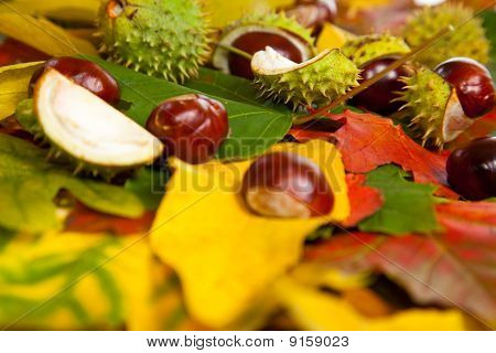 Zusammensetzung der Herbst Maronen und Blätter auf hintergrund isoliert