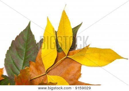Zusammensetzung der Herbst Maronen und Blätter auf hintergrund isoliert