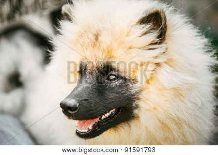 Gray Keeshound, Keeshond, Keeshonden Dog German Spitz Wolfspitz Close Up