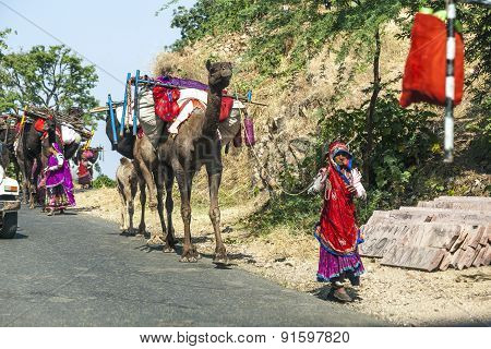 A Rajasthani Tribal Man Wearing Traditional Colorful Red Turban And Protects The Goats