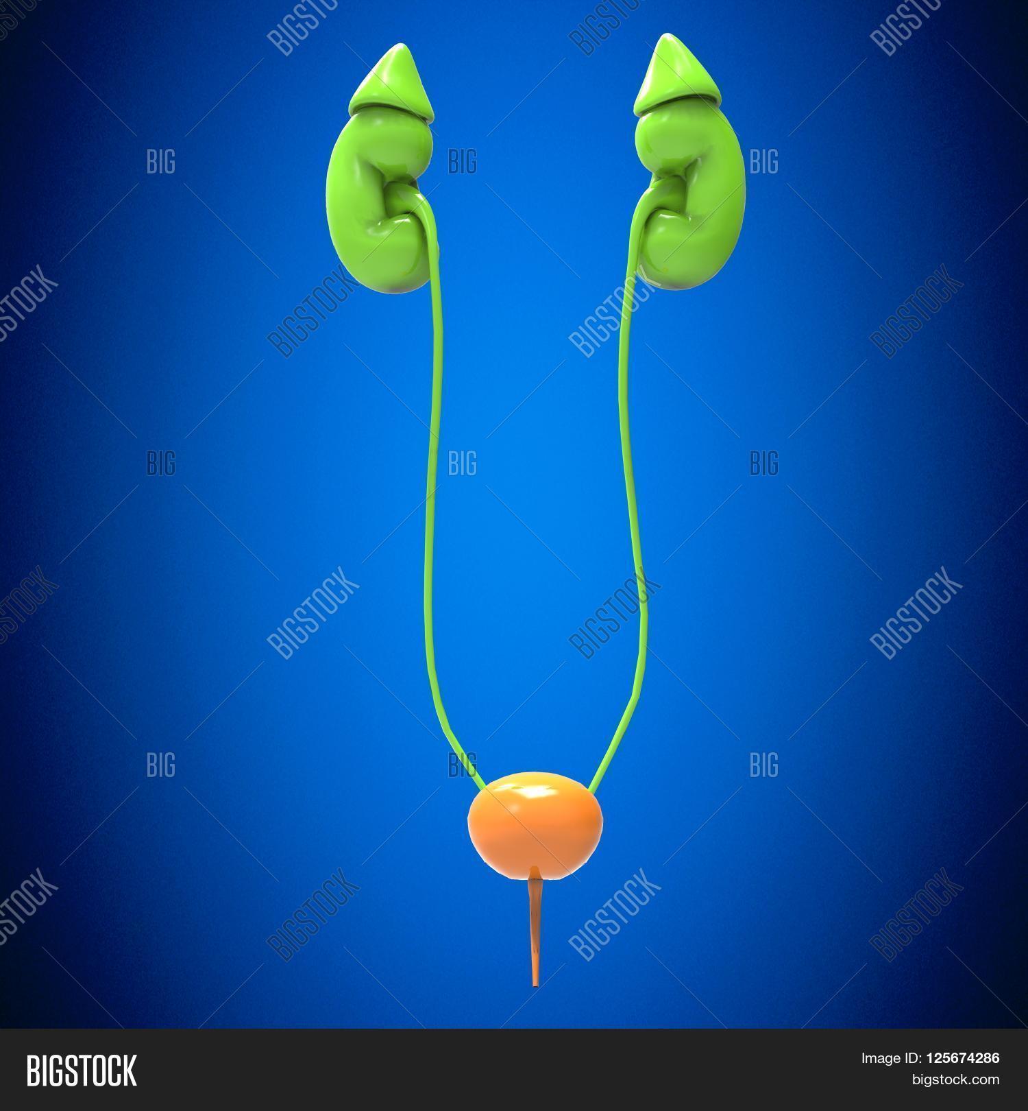 Kidneys Beanshaped Image & Photo (Free Trial) Bigstock
