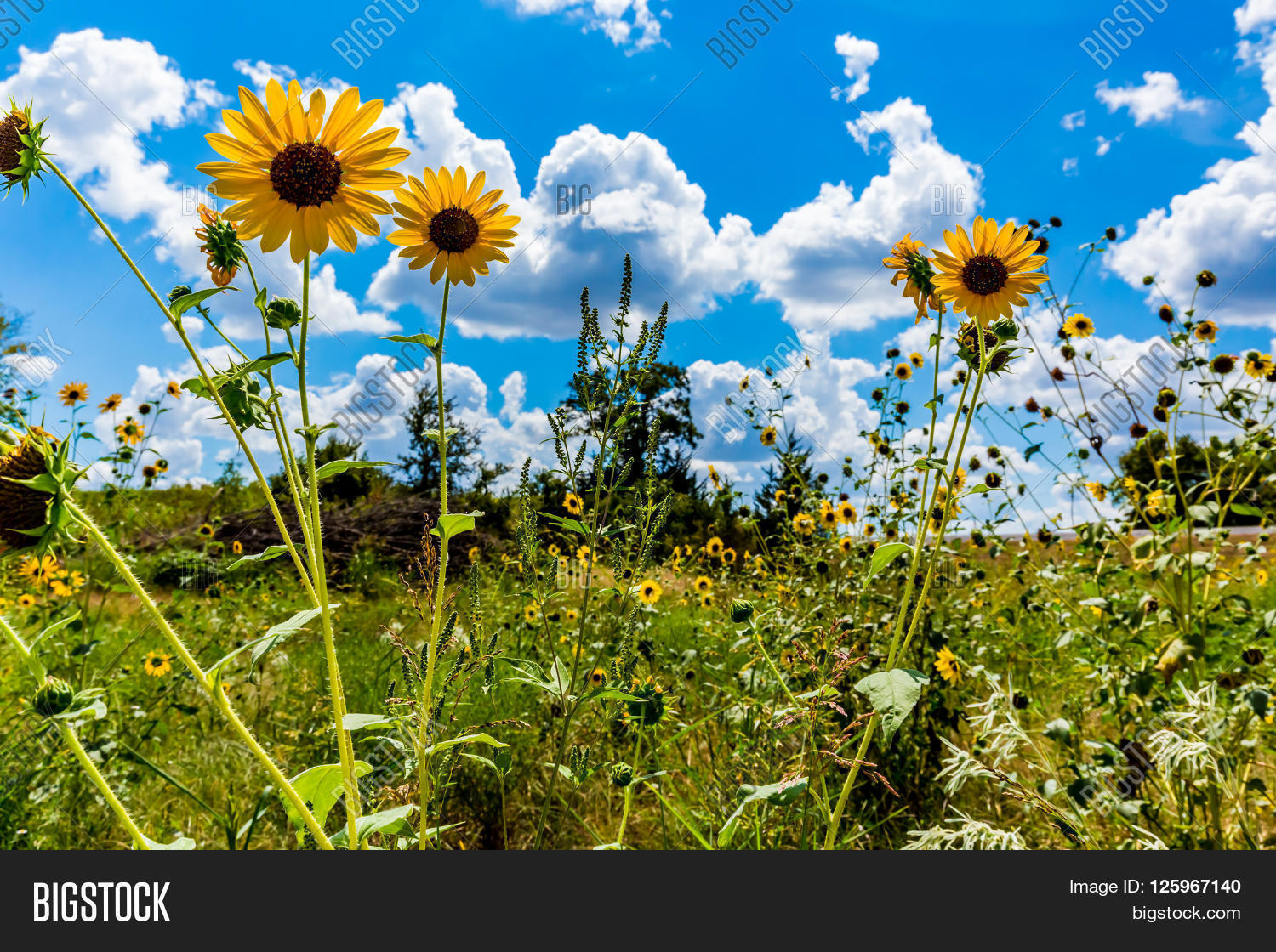 Wild Sunflowers Image & Photo (Free Trial) Bigstock