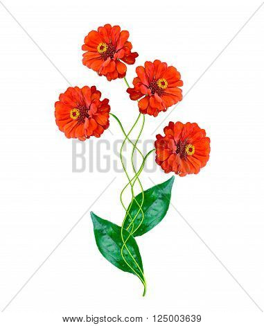 Bouquet of colorful flowers of zinnia. delicate flowers isolated on white background
