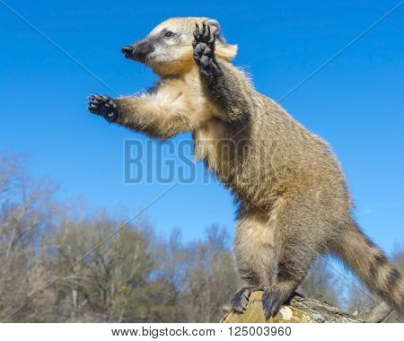 South-american Coati