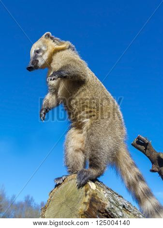 South-american Coati