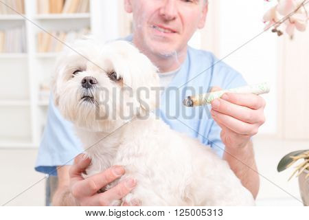 Vet doing moxa treatment on little dog