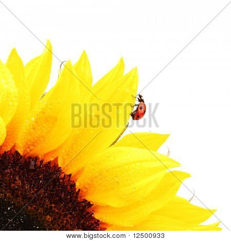 Mariquita en girasol
