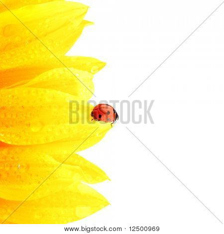Mariquita en girasol