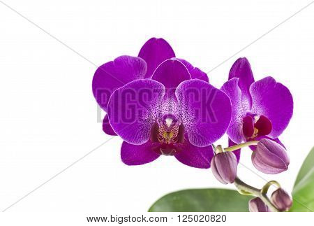 Purple orchid flower belonging to the Orchidaceae a diverse and widespread family of flowering plants
