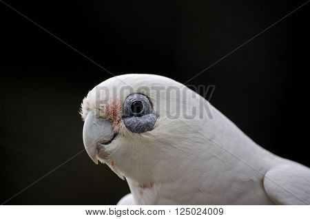 this is a close up of a short beak corella