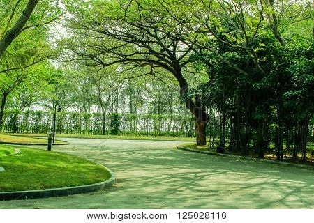 crisply evening sun and powerful luscious green trees in the park background