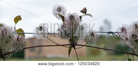 Autumn flowers of a plant of Clematis serratifolia rehder