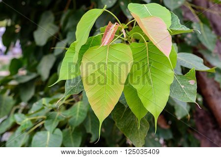 Bodhi or pho leaves and tree close up selective focus