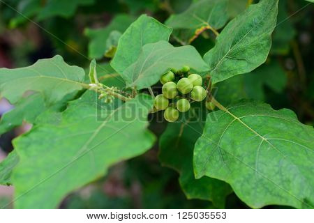 Solanum torvum or turkey berry on the tree