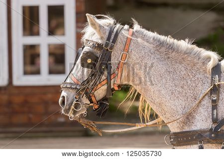 Horse wearing halters and blinder at a ranch.