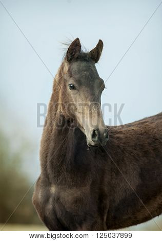 The portrait of an akhal-teke colt closeup