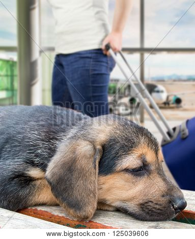 puppy dog forgotten at the airport because it is banned from flying with the pet by the pet policy