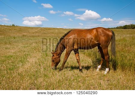 Beautiful brown steed grazing on field Ukraine