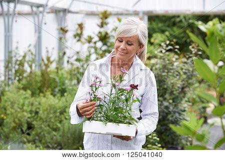 Mature Woman Choosing Plants At Garden Center
