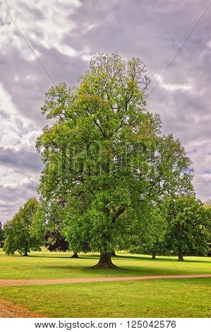 Big old maple tree in the Park of Audley End House in Essex in England. It is a medieval county house. Now it is under protection of the English Heritage. Person nearby
