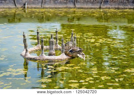 duck in the Pond of Audley End House in Essex in England. It is a medieval county house. Now it is under protection of the English Heritage.