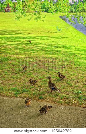 Ducks in Green Park of Audley End House in Essex in England. It is a medieval county house. Now it is under protection of the English Heritage.