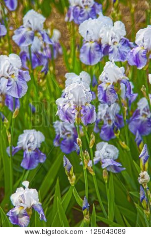 Purple And White Iris In Kitchen Garden In Audley
