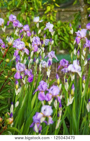 Violet Iris In Kitchen Garden In Audley